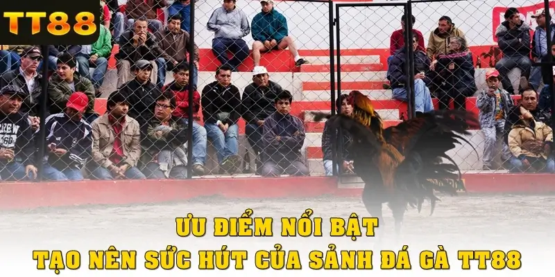 Ưu điểm nổi bật tạo nên sức hút của sảnh đá gà TT88